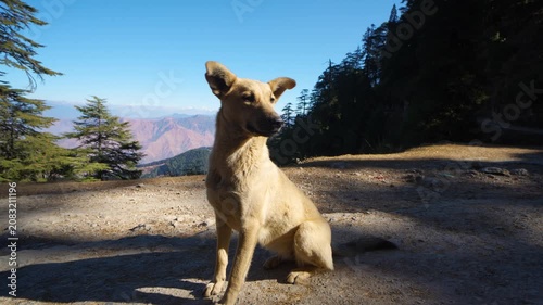 Happy stray dog sitting on a mountain trail in Chakrata, Dehradun, Uttarakhand