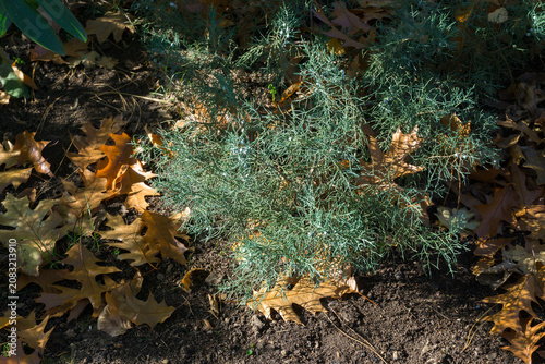 Juniperus virginiana Hetz, Eastern Red Cedar tree or Pencil Cedar with ripe blue berries grows in garden soil, surrounded by fallen autumn leaves and scattered greenery