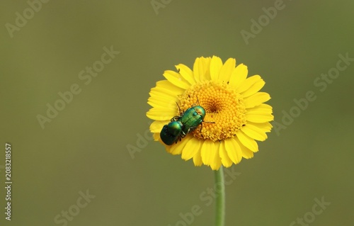 Fotografía Anthemis tinctoria (yellow chamomile, ox-eye chamomile, golden marguerite) bloom