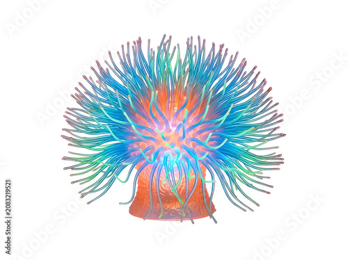 Anemone glowing vibrant colorful sea creature with radiating tentacles, isolated on transparent background