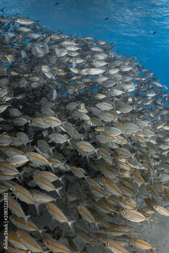 Obraz na plátne Large and dense school of yellowstripe scad fish swimming together underwater