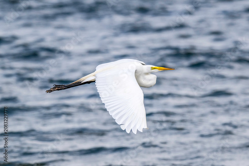 A snowy egret