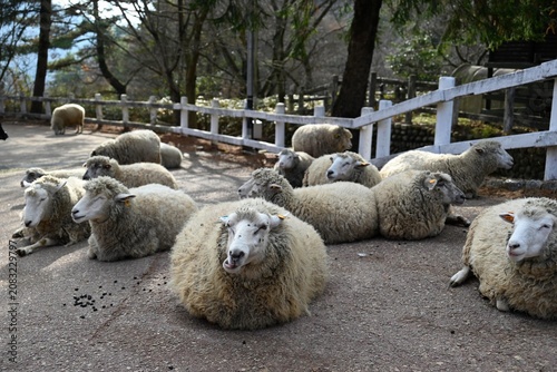 Photography 乾いた地面で休む羊たちと牧場の穏やかな風景  
Resting sheep on dry ground in a calm farm setting