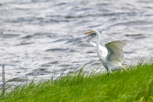 A snowy egret