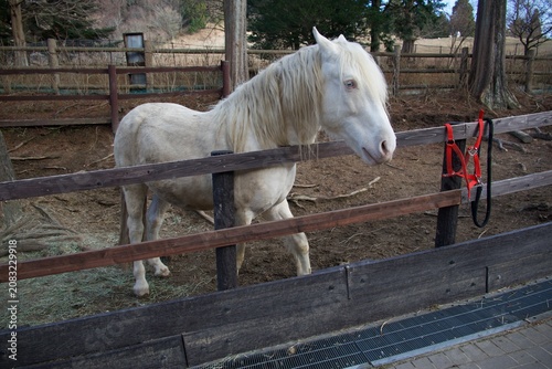 Fotografie 木製フェンスに囲まれた馬と牧場の穏やかな風景  
Light‑colored horse inside a wooden enclosure in a calm