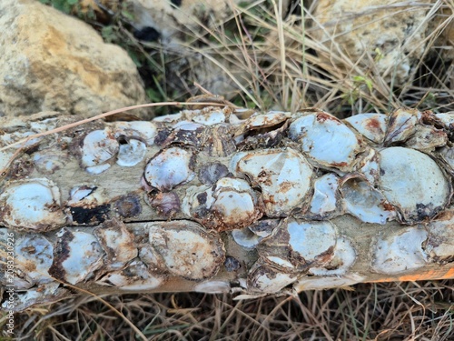 Принти на полотні Close Up of Driftwood Log Covered with Barnacles on a Rocky Beach