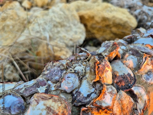 Photos Close Up of Driftwood Log Covered with Barnacles on a Rocky Beach