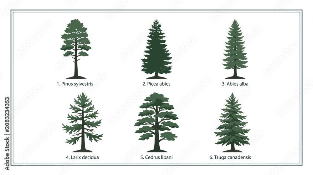 Fototapeta premium Types of evergreen and deciduous trees illustration