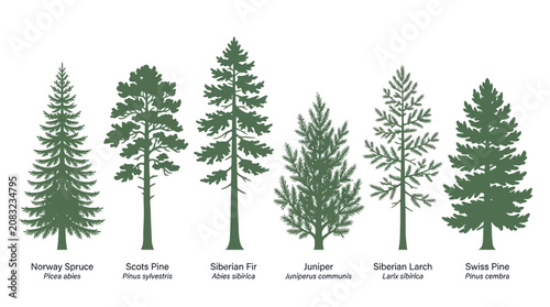 Schilderij op canvas Variety of evergreen tree silhouettes