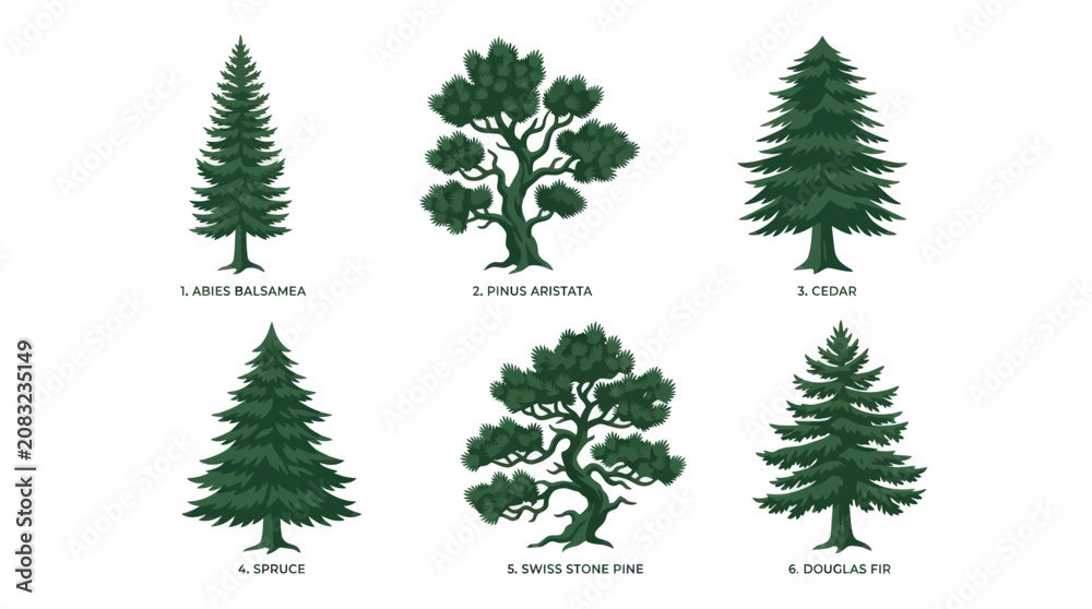 Obraz premium Variety of evergreen trees collection