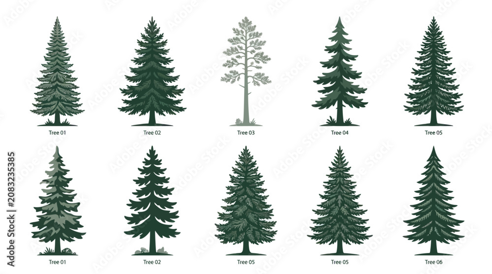 Obraz premium Variety of evergreen trees collection