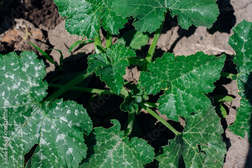 Growing young squash seedlings in the ground, caring for plants. A young squash or pumpkin bush.