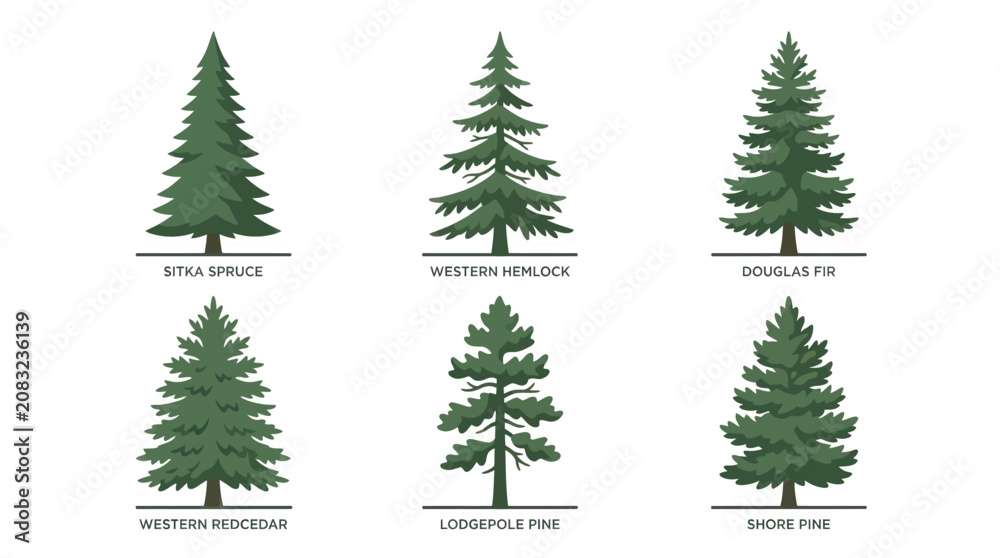 Fototapeta premium Variety of evergreen tree illustrations