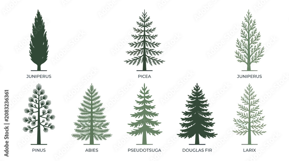Obraz premium Variety of evergreen trees