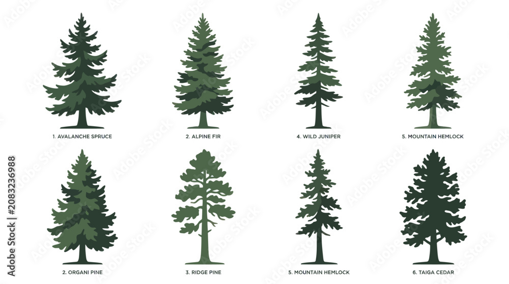 Obraz premium Various conifer tree types illustration