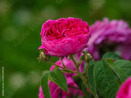 Foto A Heidi Klum Rose blooms in the garden