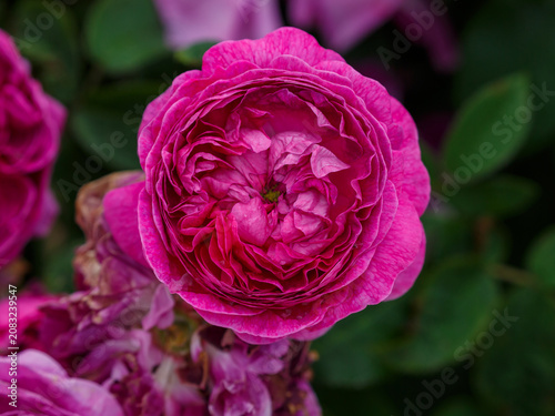 Fotografie A Heidi Klum Rose blooms in the garden