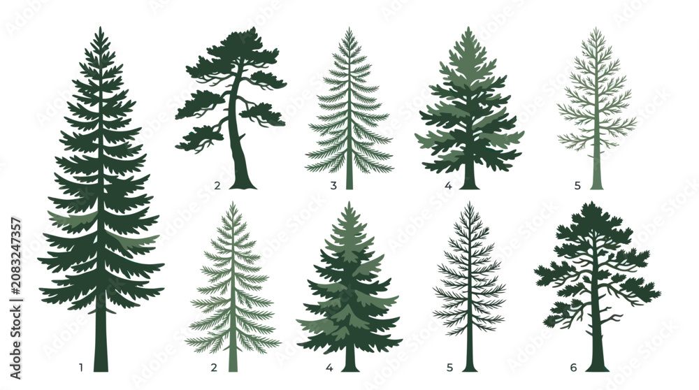 Fototapeta premium Various evergreen tree silhouettes