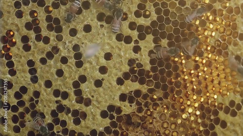 Honeybees crawl across a wax honeycomb frame with open hexagonal cells and golden honey, showing active beekeeping and close macro detail inside a hive