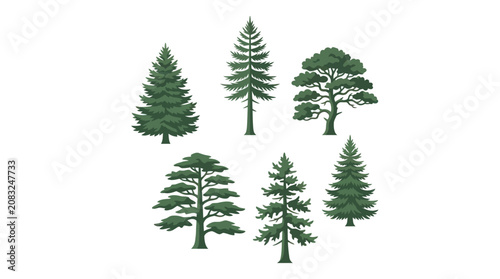 Konstfotografi Various evergreen trees collection
