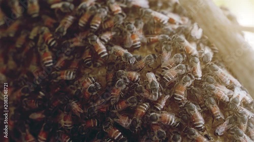 Close-up of honeybees clustering and crawling over a hive surface in warm sunlight, showing dense colony activity and wing movement in a natural apiary setting
