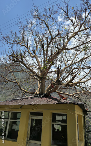 Large mature tree grows through rooftop, creating a remarkable natural and architectural landmark.