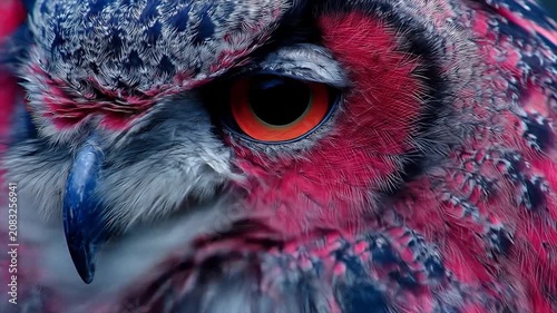 Close up of a vibrant owl with striking red and blue plumage