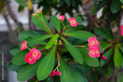 Konstfotografi A close-up shot of blooming pink crown of thorns flowers