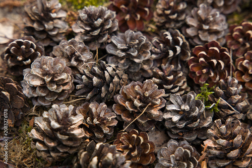 Natural pine cones with selective focus and soft bokeh on a mossy forest floor. Great for woodland, ecology and autumn concepts.