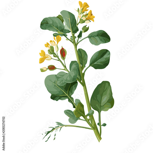 Broad bean plant with flowers and pods vector illustration