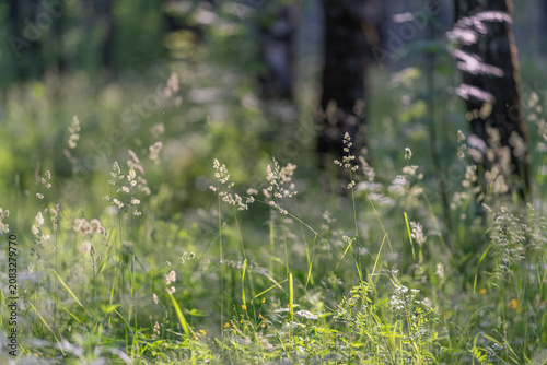 Sunlit meadow grasses and wildflowers with birch trunks in soft focus