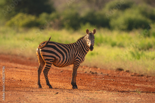 Obraz na plátně Plains zebra stands on track flicking tail
