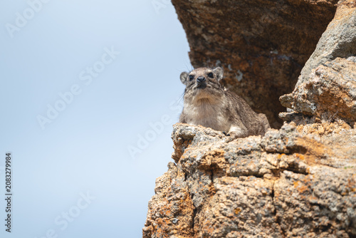 Rock hyrax on rock under blue sky