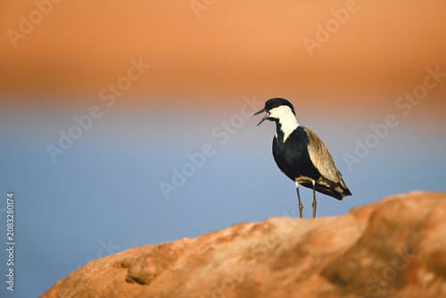 Canvas Print Spur-winged lapwing calls mate on sunlit rock