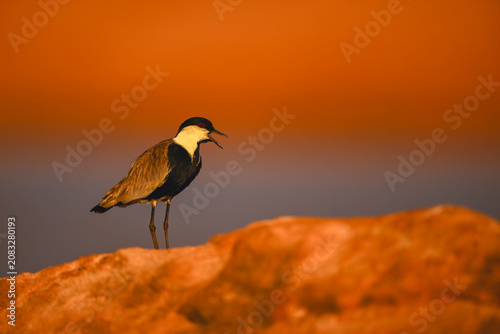 Photography Spur-winged lapwing on rocky horizon calls mate