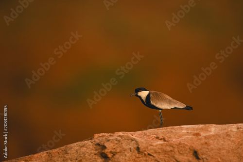 Photography Spur-winged lapwing on rocky horizon with catchlight