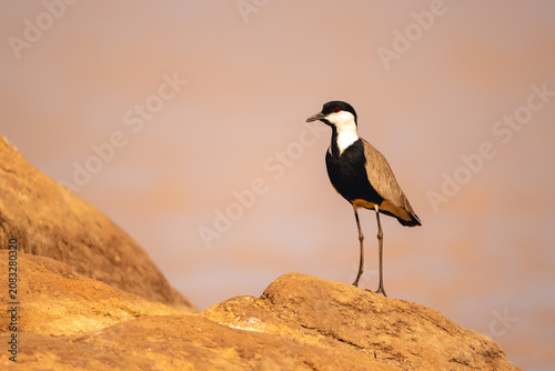 Photography Spur-winged lapwing stands on rock with catchlight