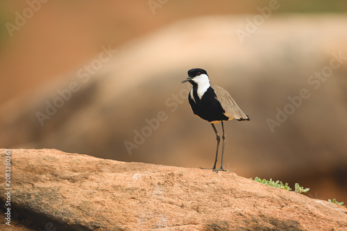 Canvas Print Spur-winged lapwing stands on rocks with catchlight