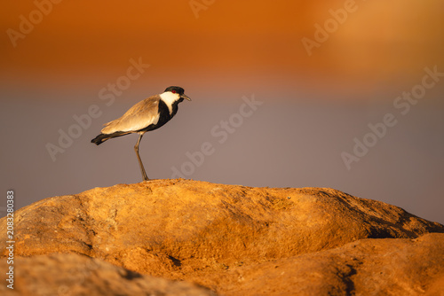 Photos Spur-winged lapwing stands on sunlit rocky horizon