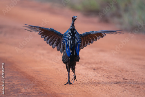 Photography Vulturine guineafowl walks on track raising wings