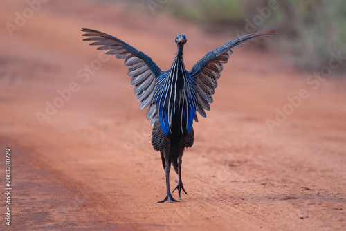 Photography Vulturine guineafowl walks on track lifting wings