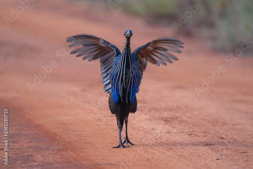 Photography Vulturine guineafowl walks on track spreading wings