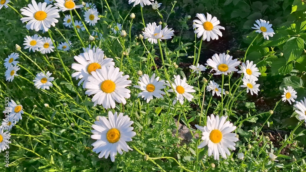Fototapeta premium Beautiful blooming chamomile flowers in garden. Vibrant white daisies with yellow centers growing in lush green field under natural sunlight. Summery backdrop. Charming cluster of chamomile blossoms. 