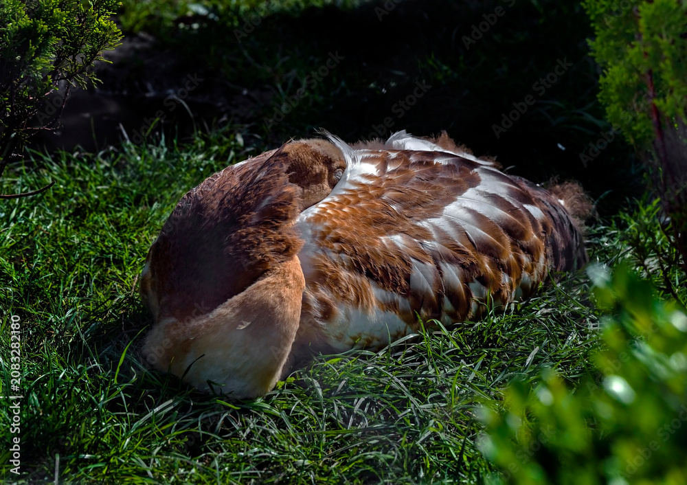Fototapeta premium Young black-necked crane on the ground. Latin name - Grus nigricollis