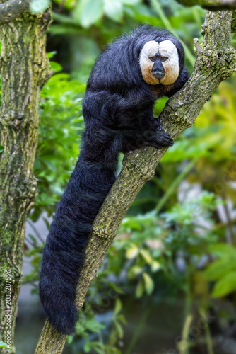 White-faced saki, pithecia pithecia, in a tree. This is an adult male and is indigenous to the Amazon rainforest and South America.