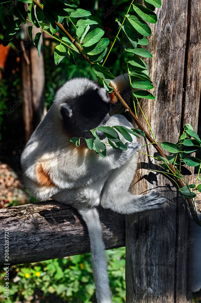 Fototapeta premium Crowned sifaka on the beam. Latin name - Propithecus coronatus