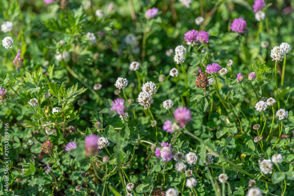 Obraz premium Field of clover and wildflowers in sunlight