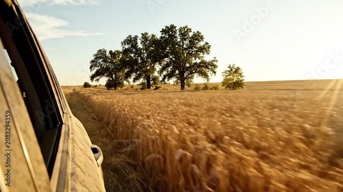 A car drives past a golden wheat field at sunset