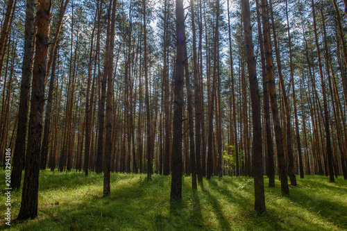 Sunlight filters through tall trees in a tranquil forest during a bright afternoon walk