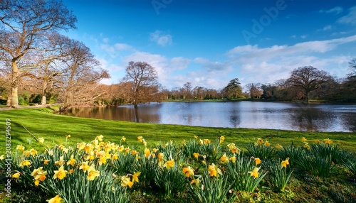 Springtime In Phoenix Park Dublin Ireland Spring Scene On A Beautiful Sunny Day With Bloomed Daffodils Green Grass Leafless Trees And A Lake Nature Rebirth After The Winter